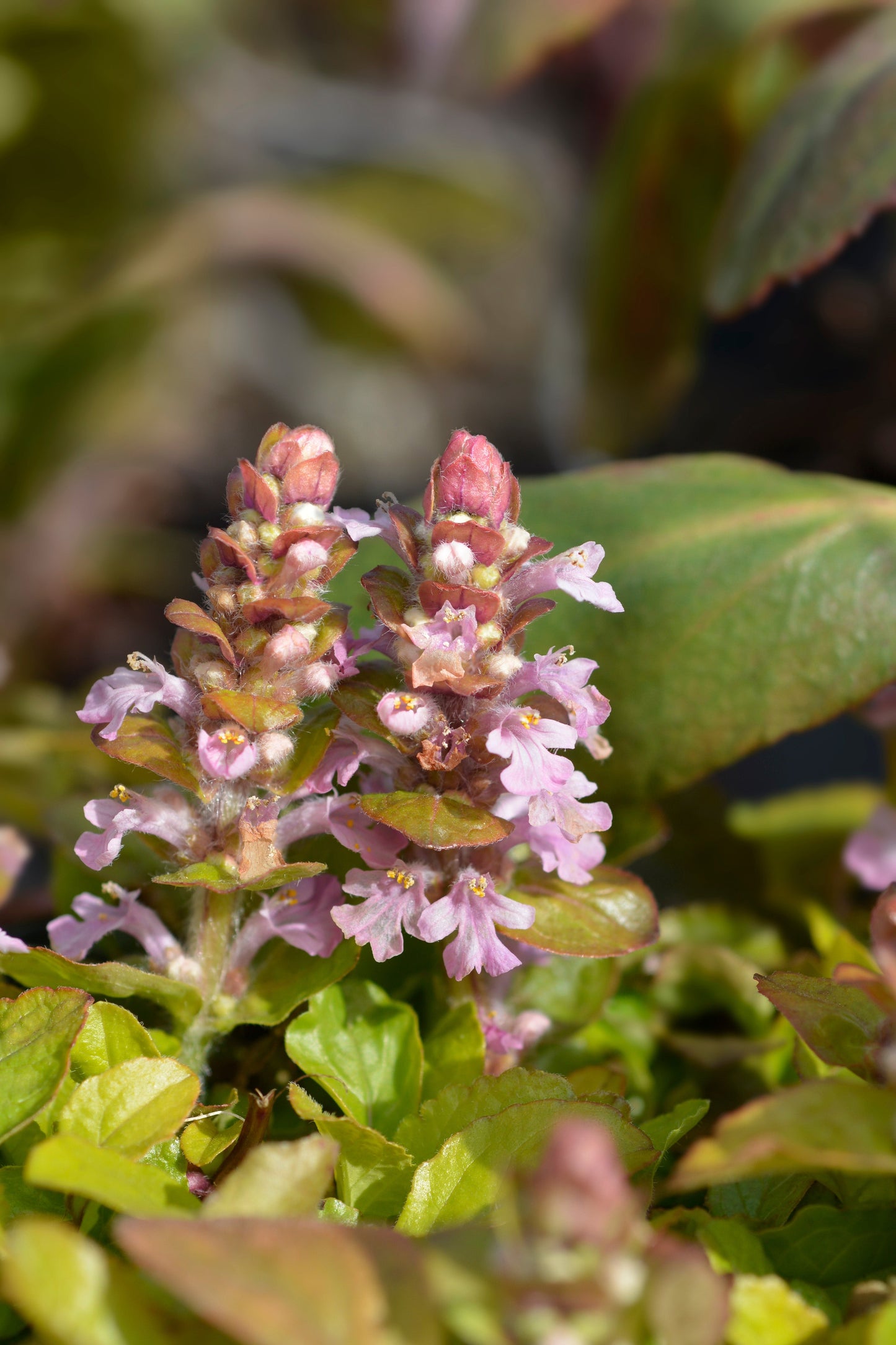 Ajuga reptans 'Rosea' - BP003C Packs