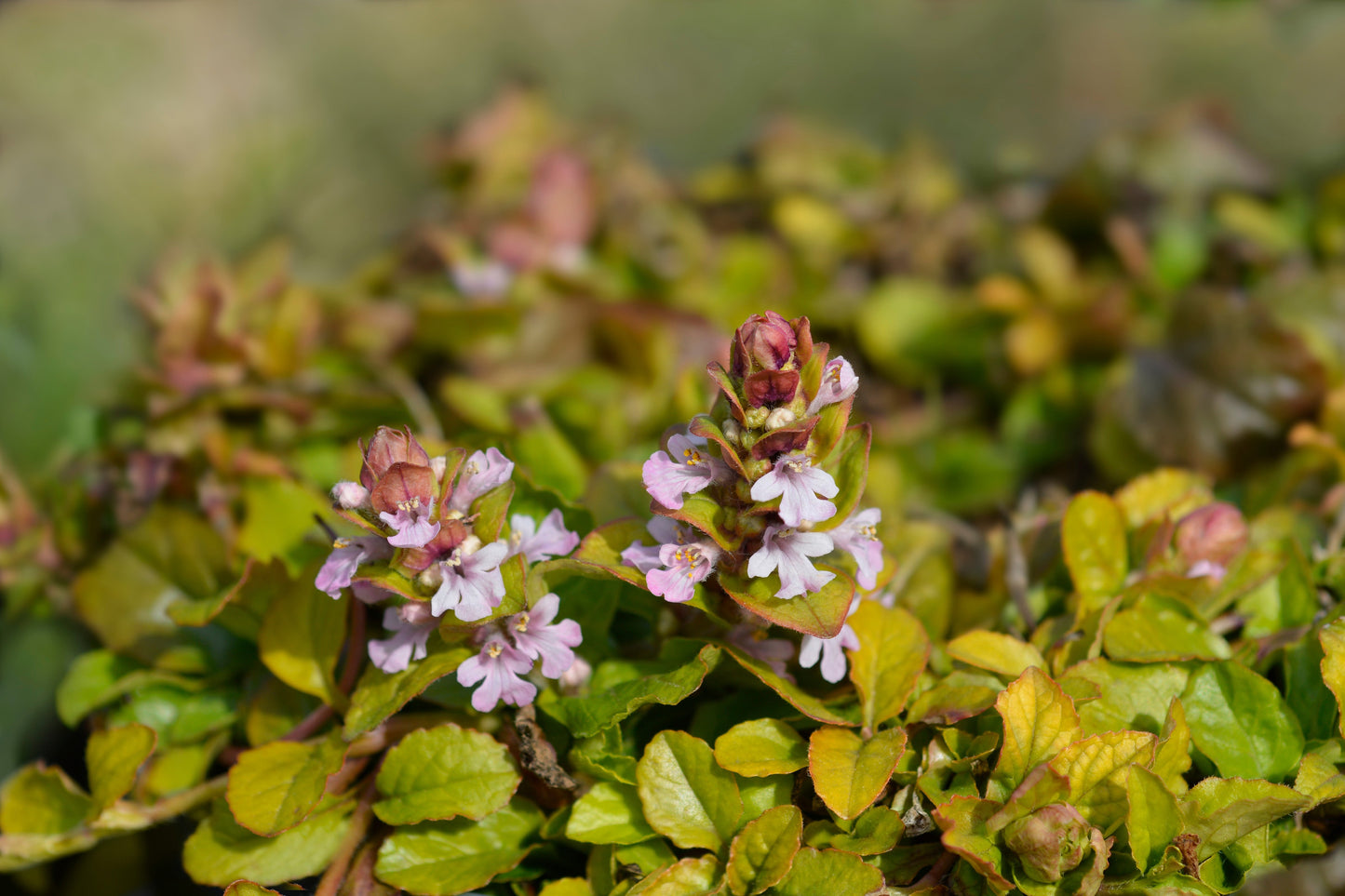 Ajuga reptans 'Rosea' - BP003C Packs