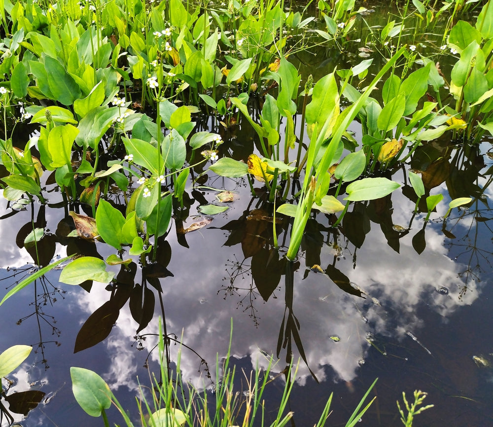 Alisma Lancelot  (Mad dog weed) - Marginal Pond Plants - MP007A