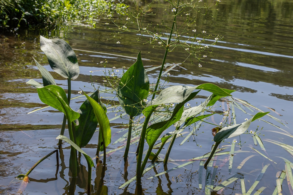 Alisma Lancelot  (Mad dog weed) - Marginal Pond Plants - MP007A