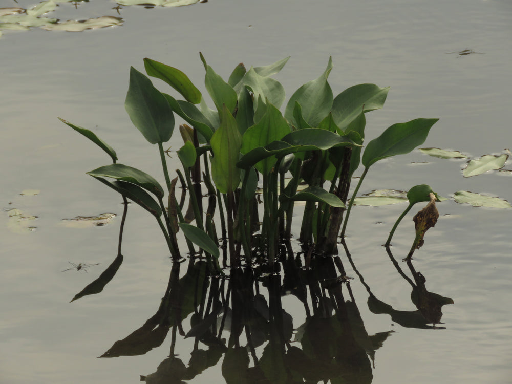 Alisma Lancelot  (Mad dog weed) - Marginal Pond Plants - MP007A