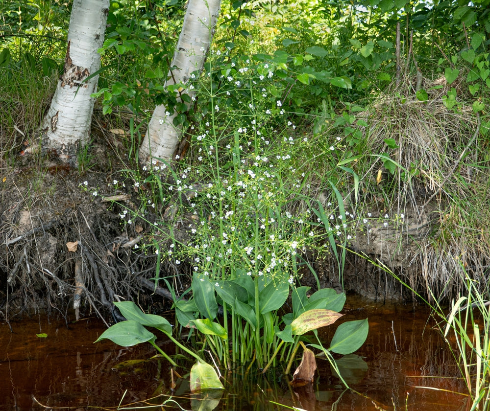 Alisma parviflorum