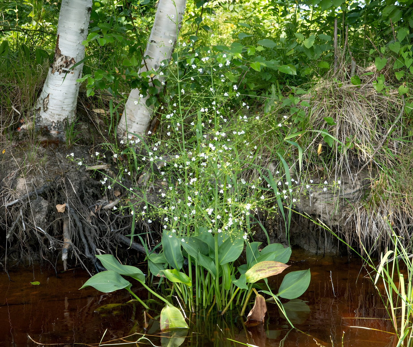 Alisma parviflorum