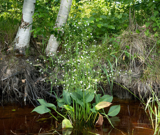 Alisma parviflorum