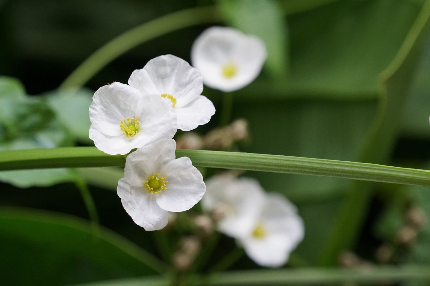 Alisma lancelot
