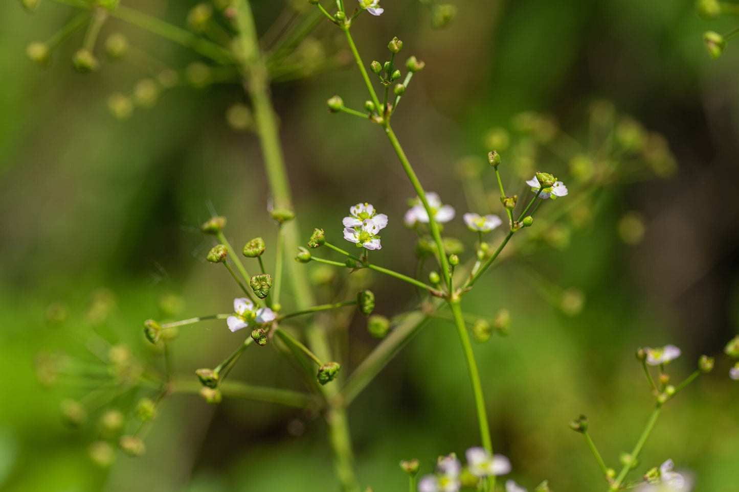 Alisma lancelot