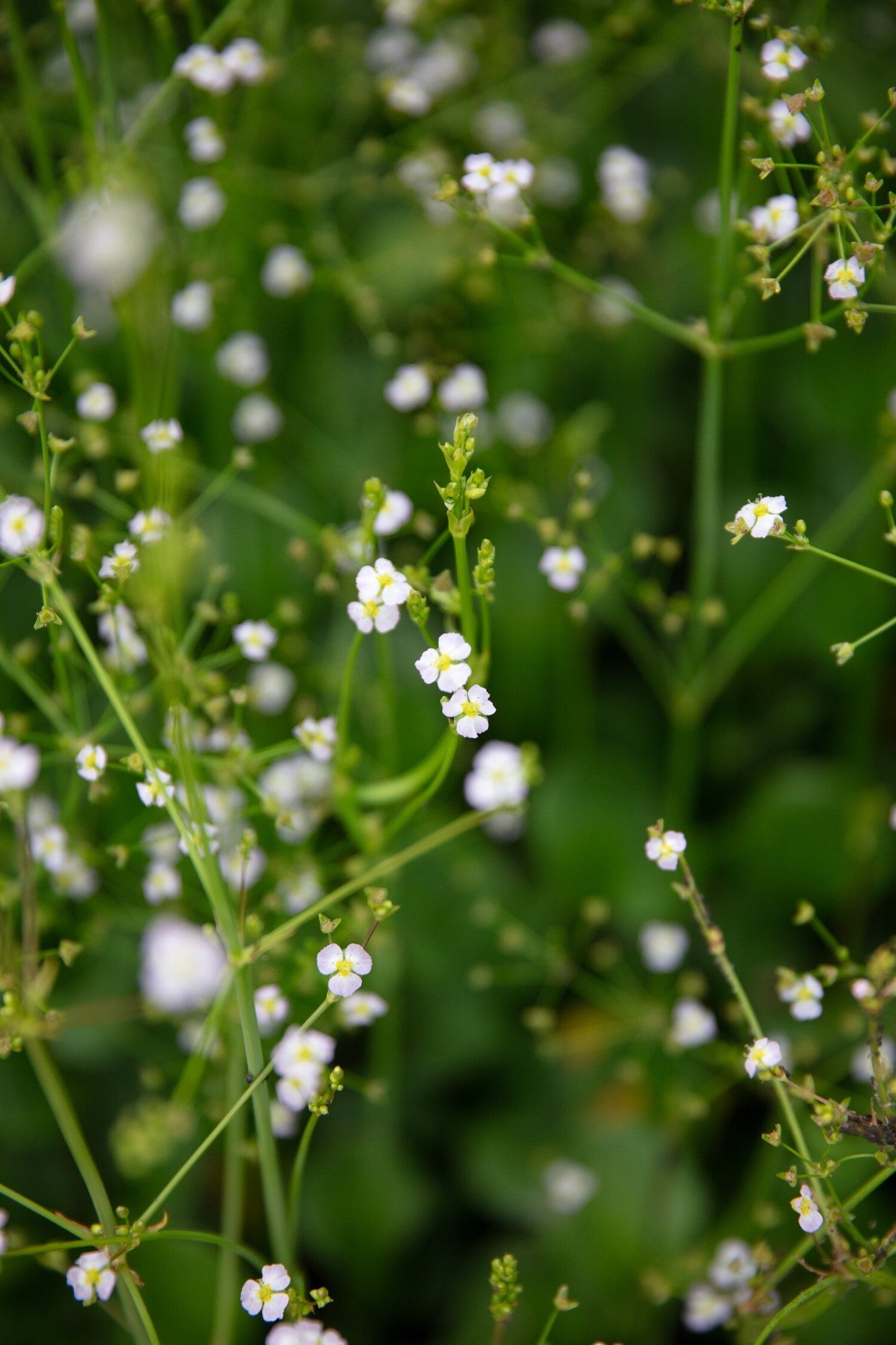 Alisma parviflorum