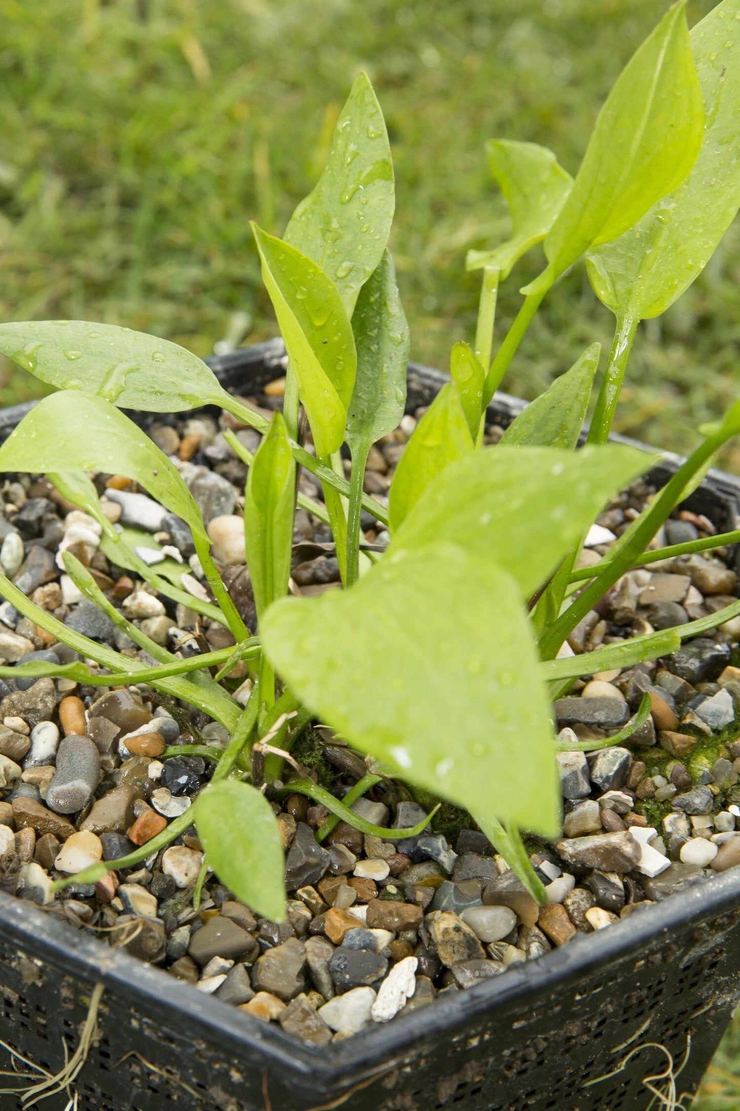 Alisma plantago-aquatica