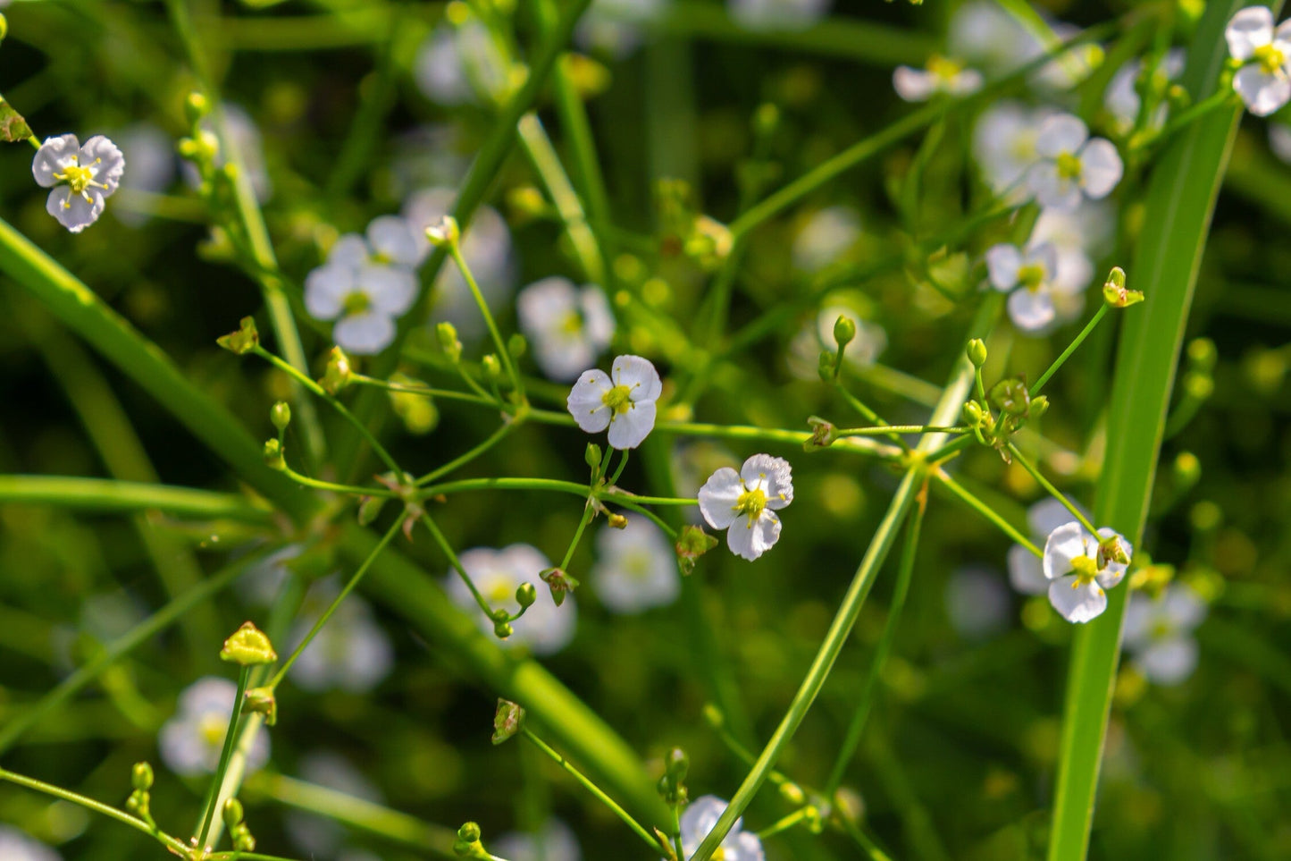 Alisma plantago-aquatica