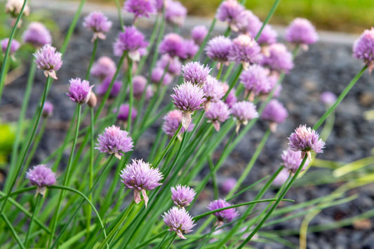 Allium schoenoprasum (Chives) - Marginal Pond Plants - BP005