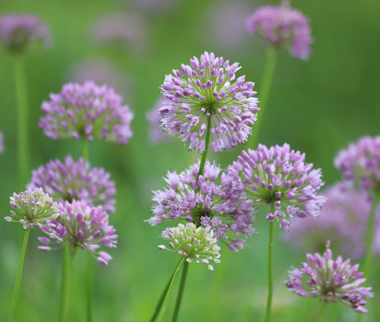 Allium Angulosum 'Chives'- BP005A Packs