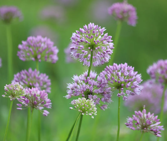 Allium Angulosum 'Chives'- BP005A Packs