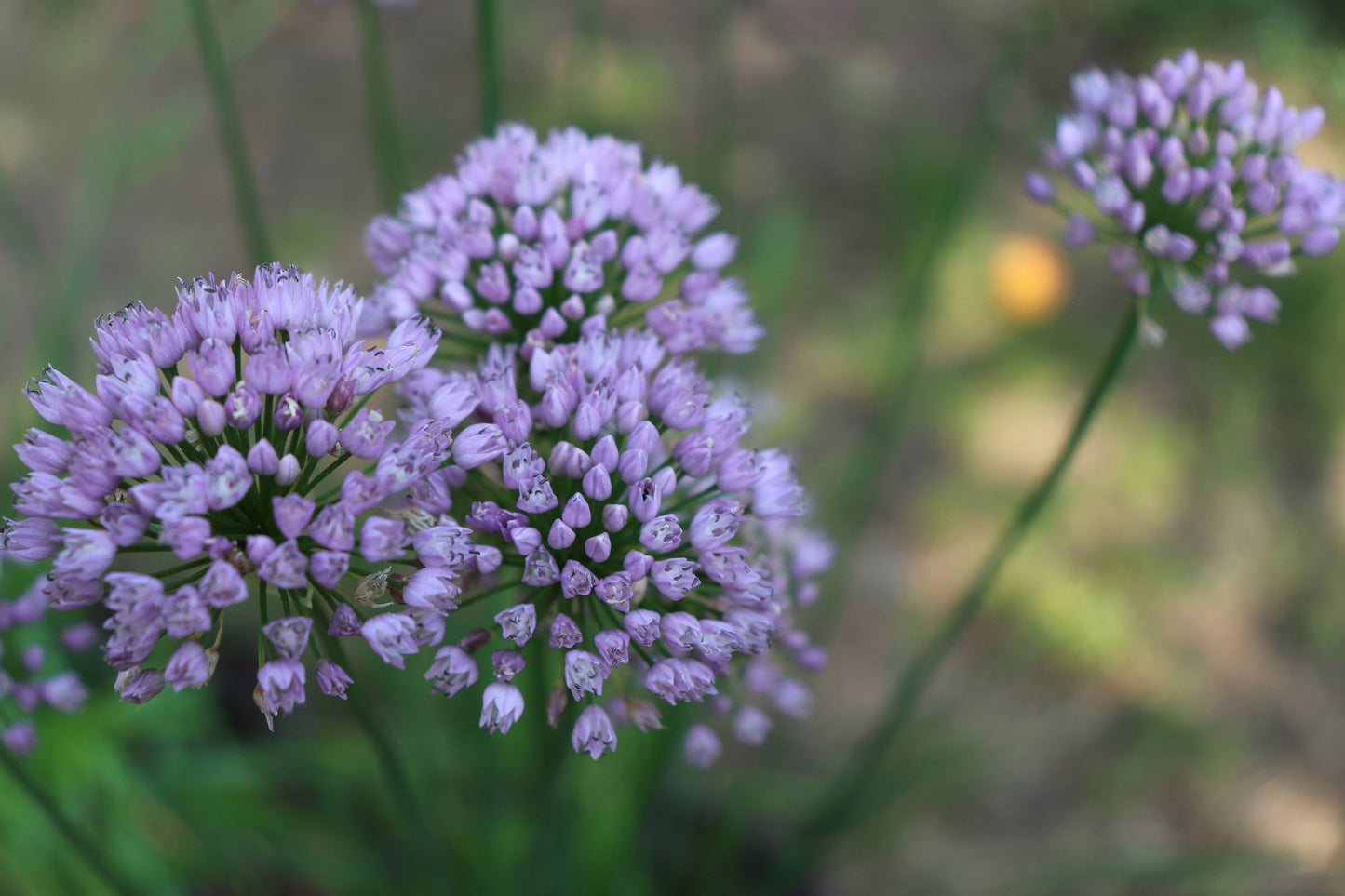 Allium Angulosum 'Chives'- BP005A Packs