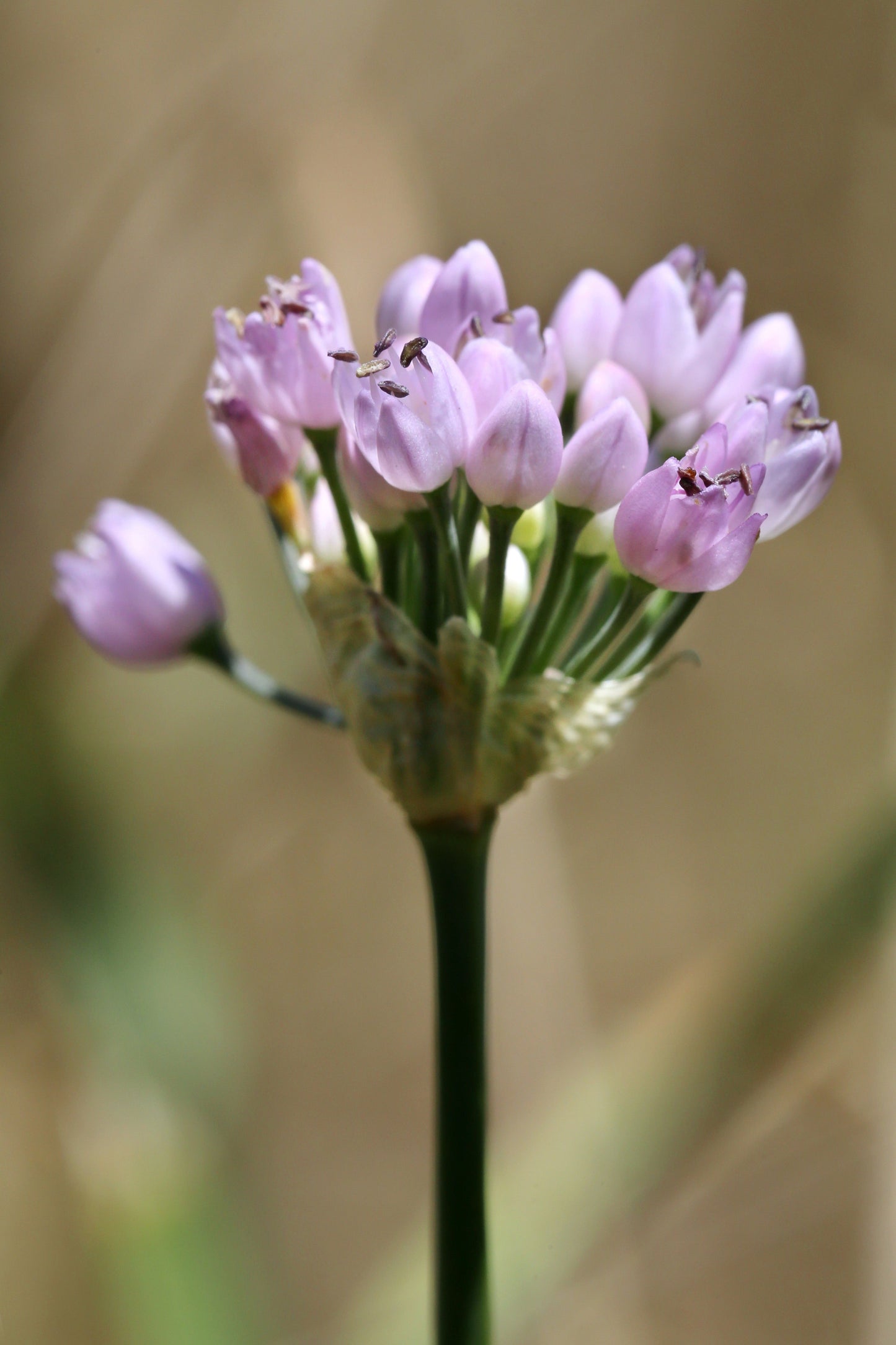 Allium Angulosum 'Chives'- BP005A Packs