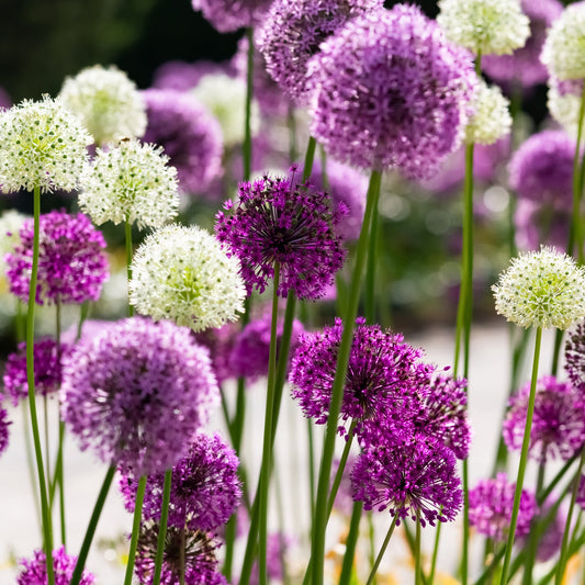 Allium 'Sensation Mixed' (4 Bulbs)