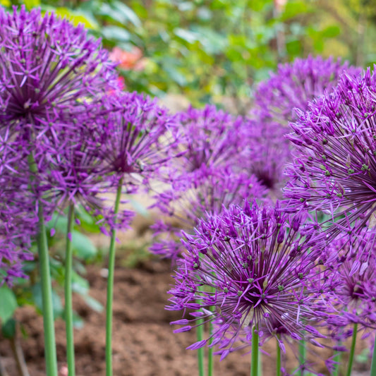 Allium 'Purple Sensation' (4 Bulbs)