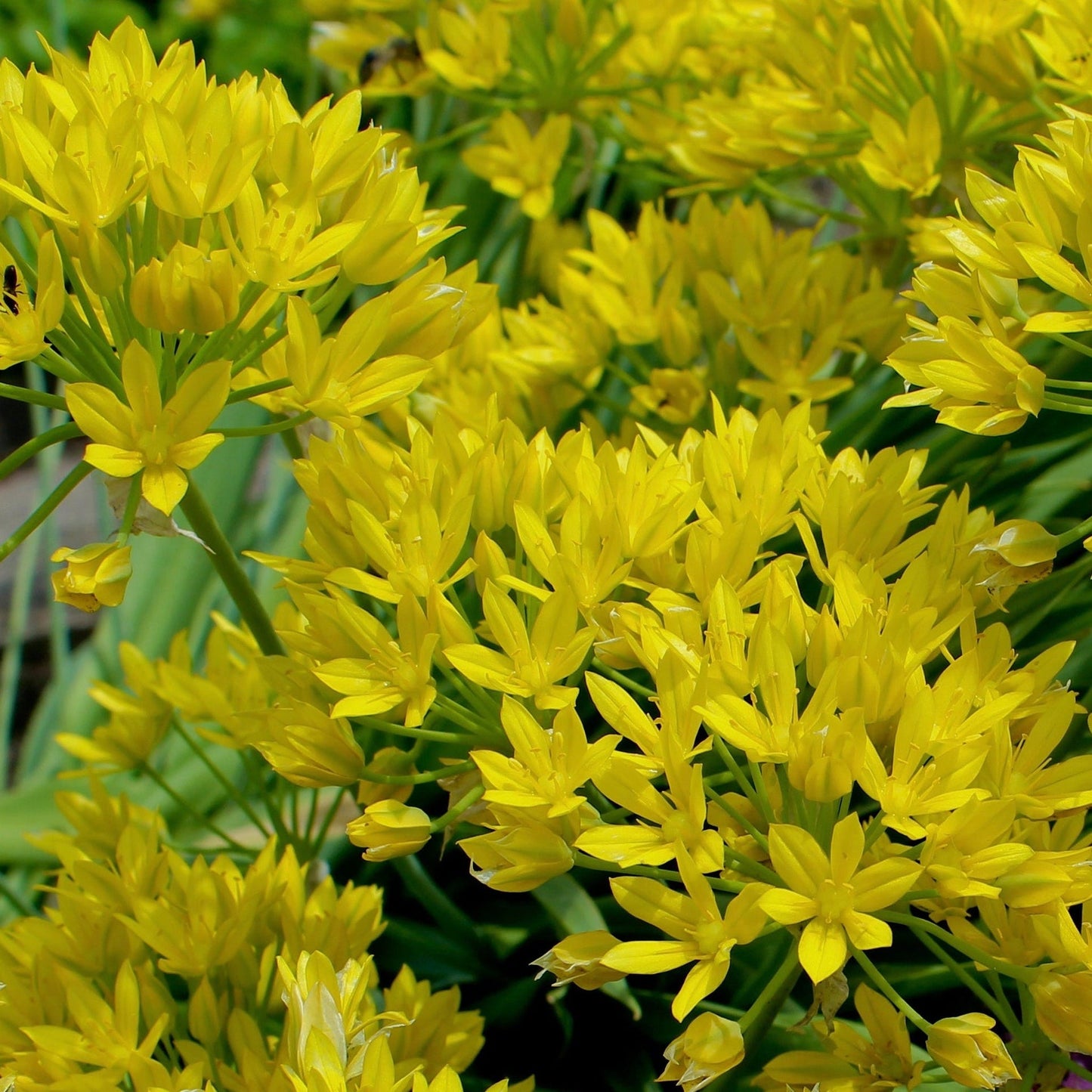 Allium Mixed Bulbs (25 Bulbs)