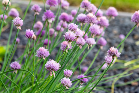 Allium schoenoprasum (Chives) - BP005 Packs