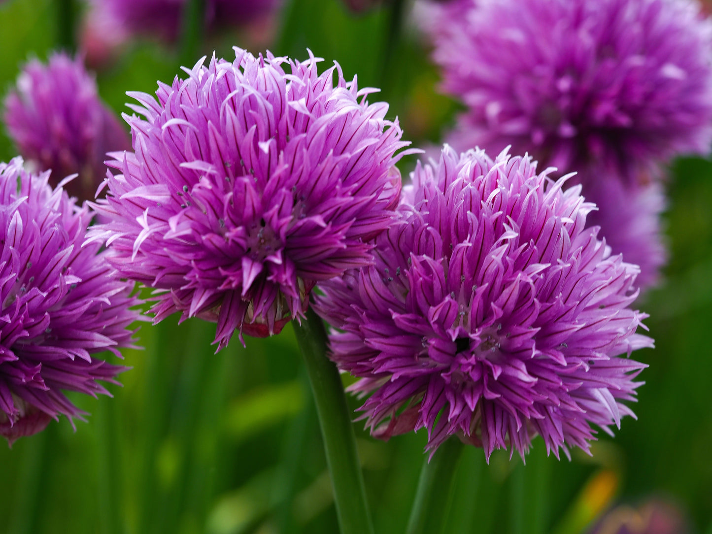 Allium schoenoprasum (Chives) - BP005 Packs