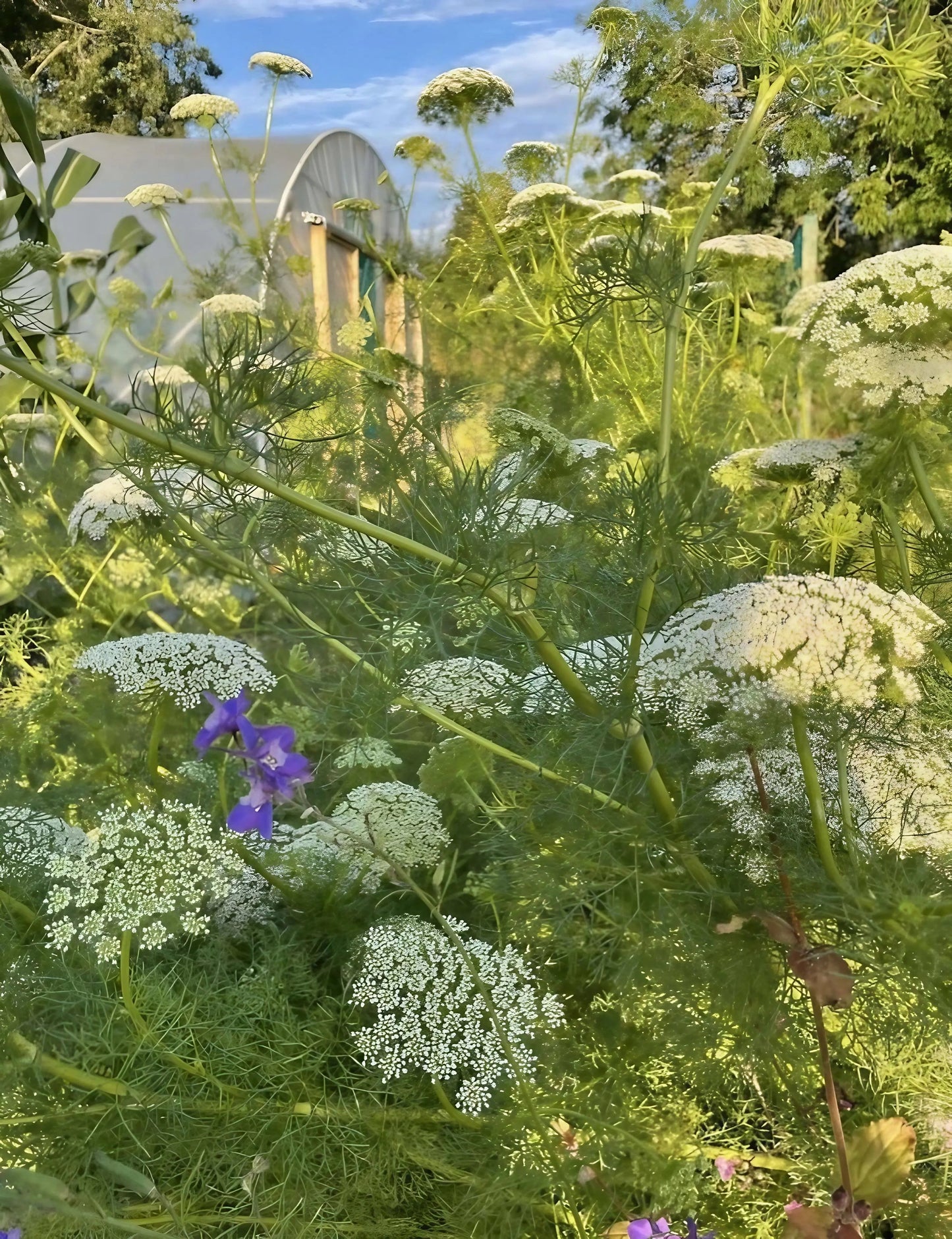 Ammi majus