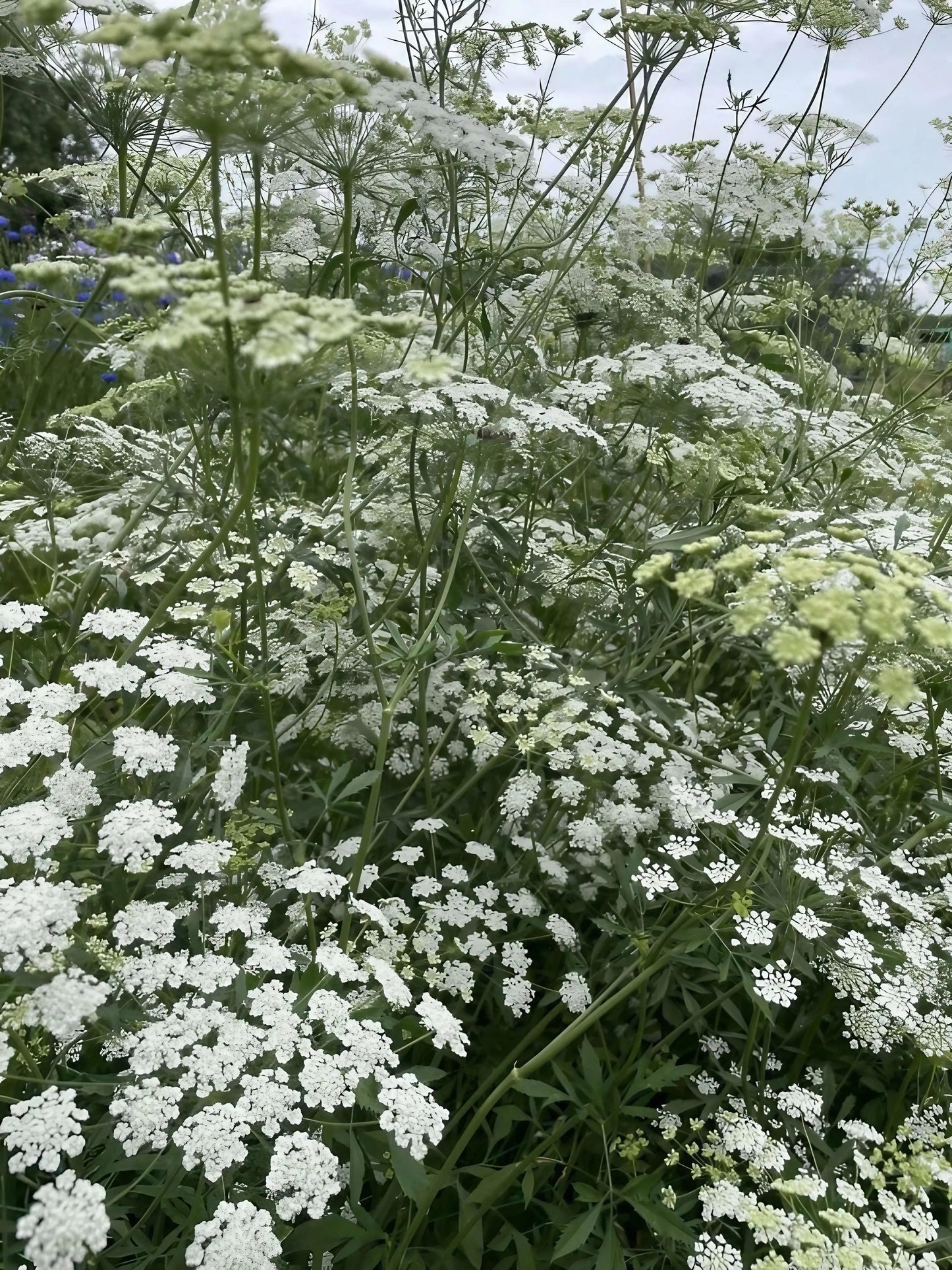 Ammi majus