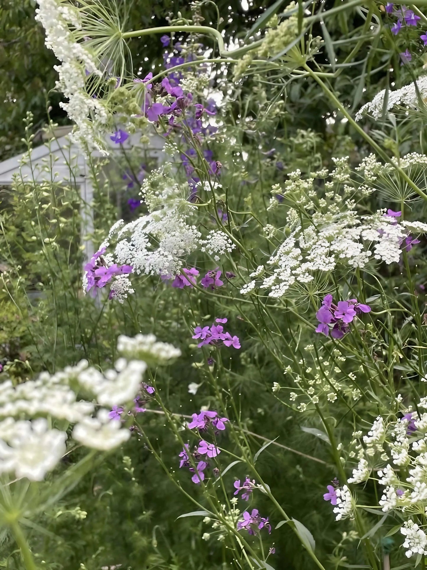 Ammi majus
