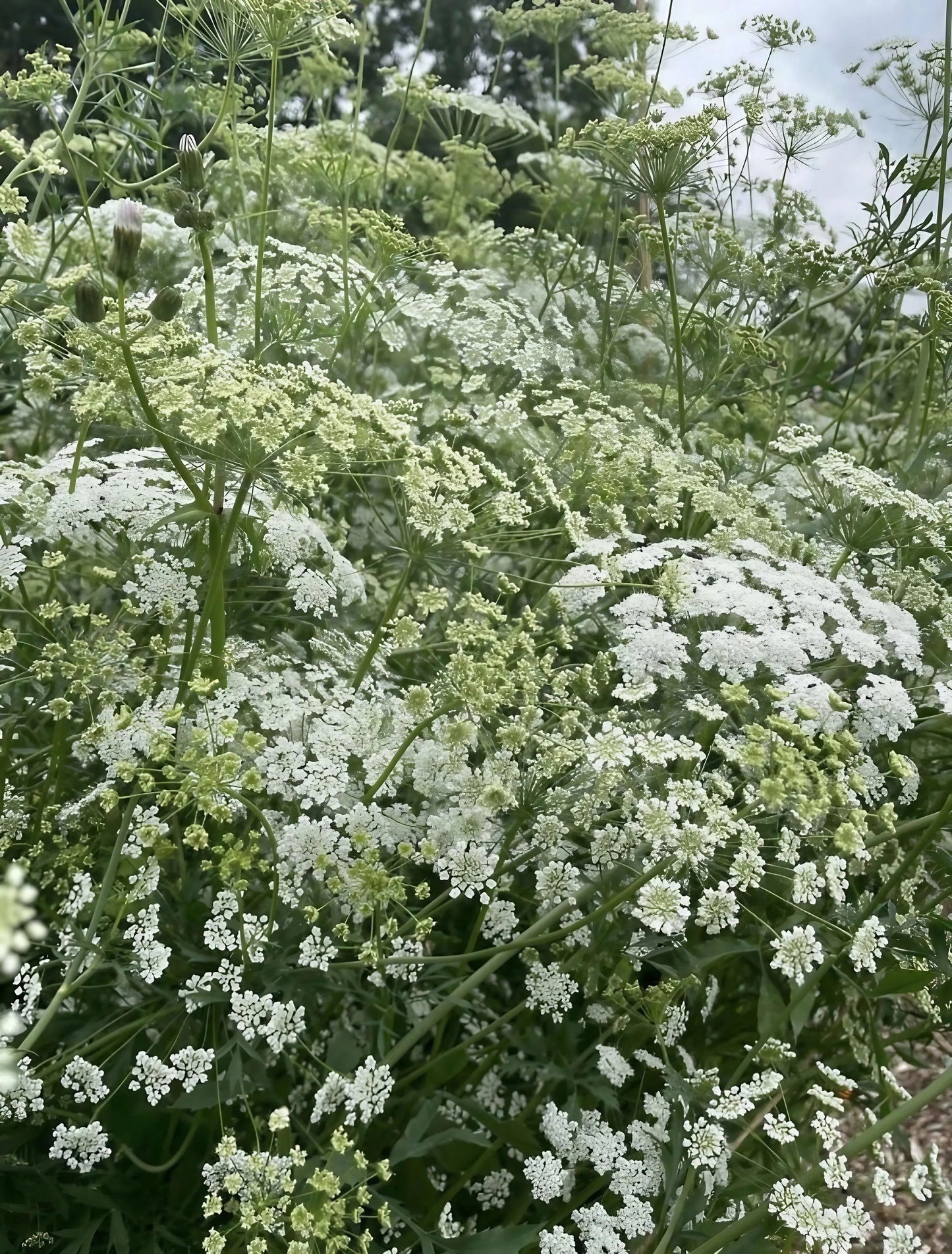 Ammi majus