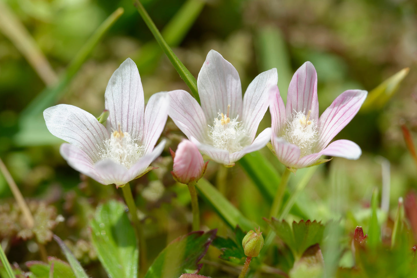 Anagellis Tenella - BP006 Packs