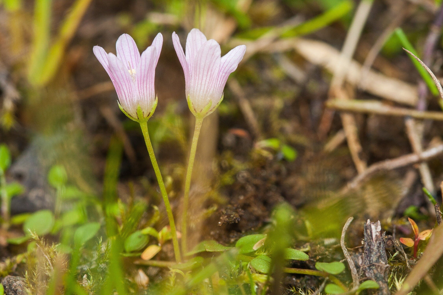 Anagallis tenella