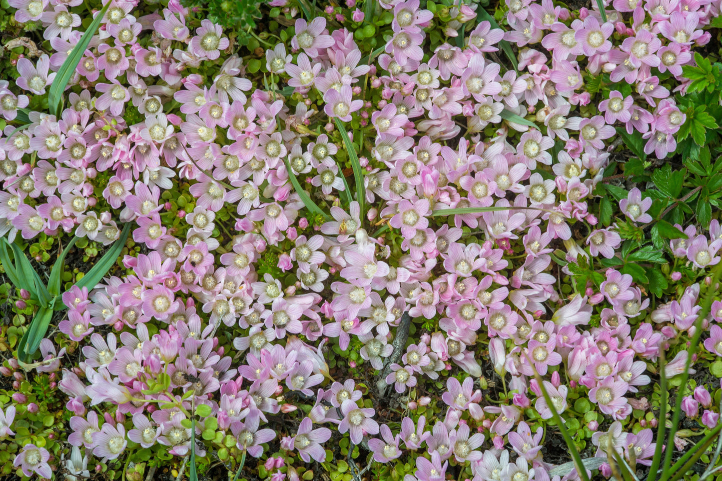 Anagellis Tenella - BP006 Packs