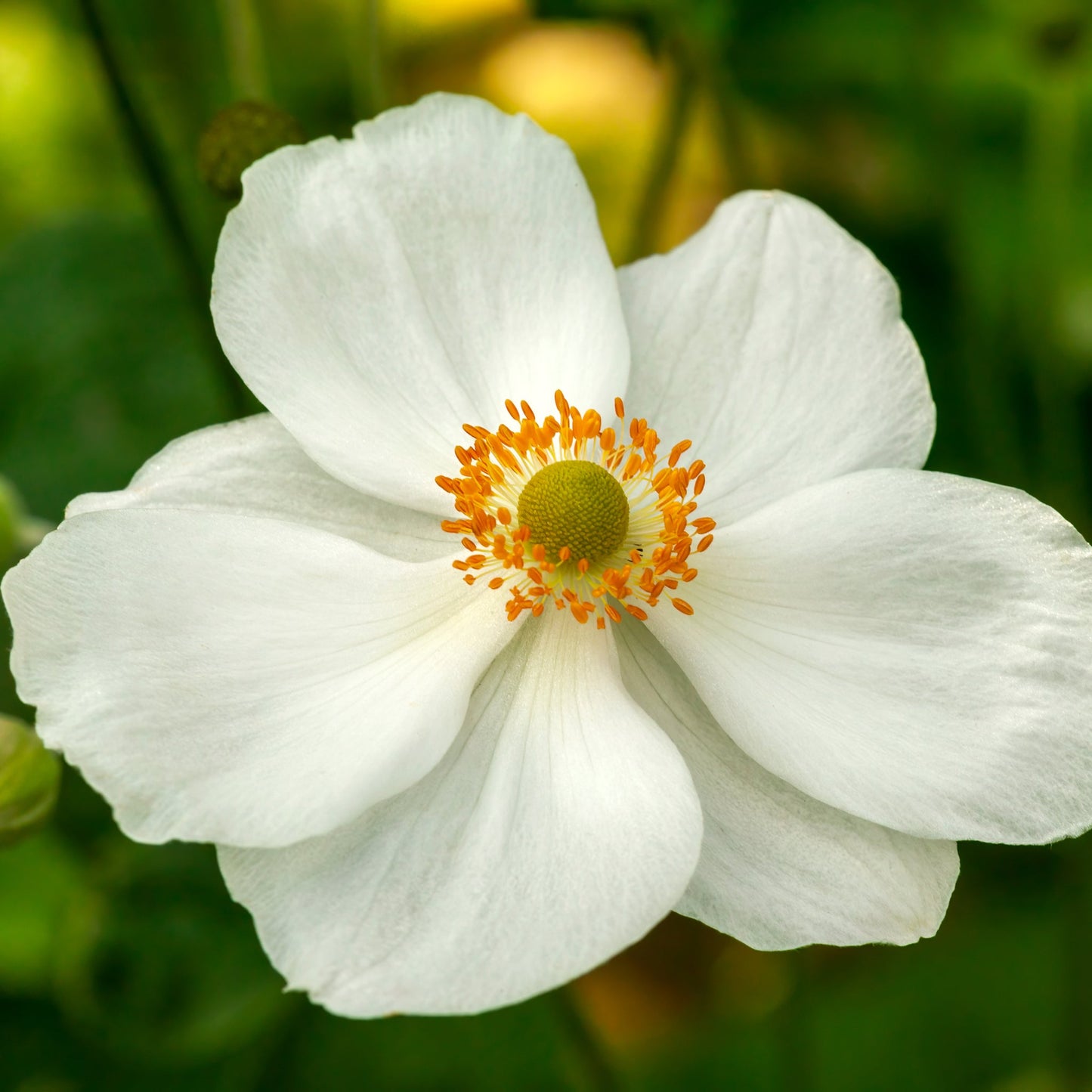 Anemone hybrida Honorine Jobert 9cm - 2L