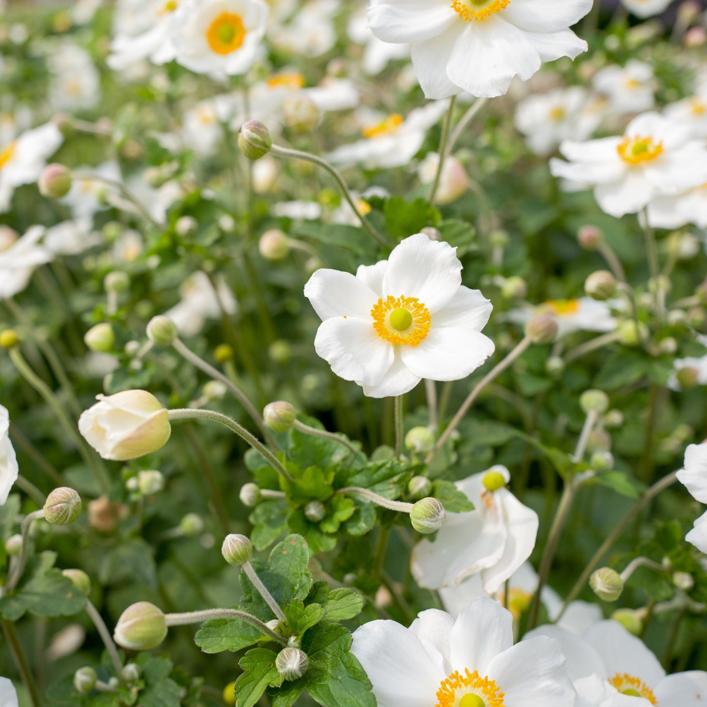 Anemone x hybrida 'Honorine Jobert' (Young Perennial)
