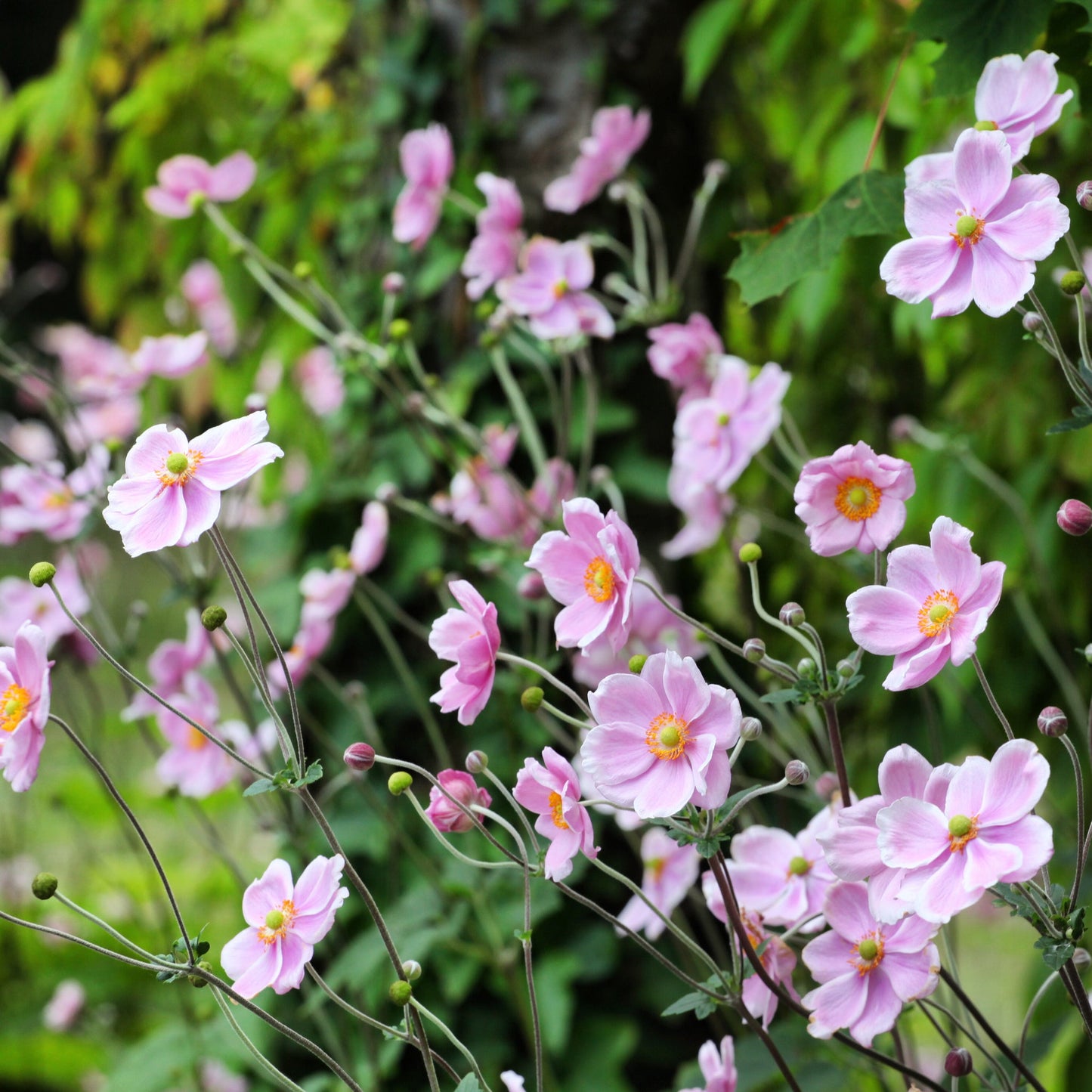 Anemone huphensis - 'Splendens' 1.5L / 2L