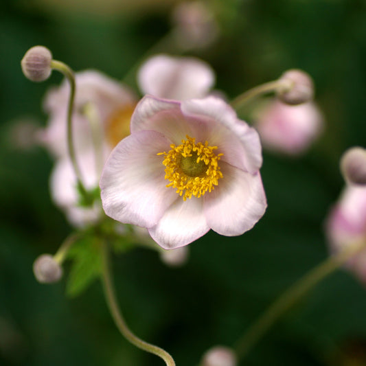 Anemone huphensis - 'Splendens' 1.5L / 2L