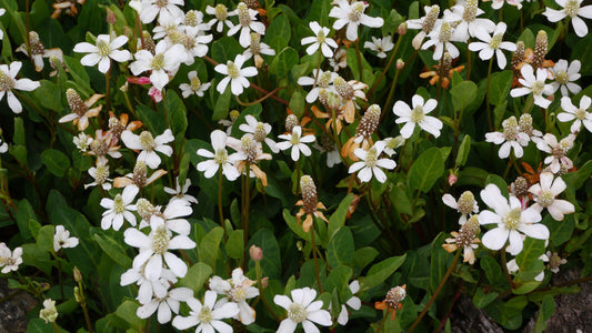 Anemopsis californica