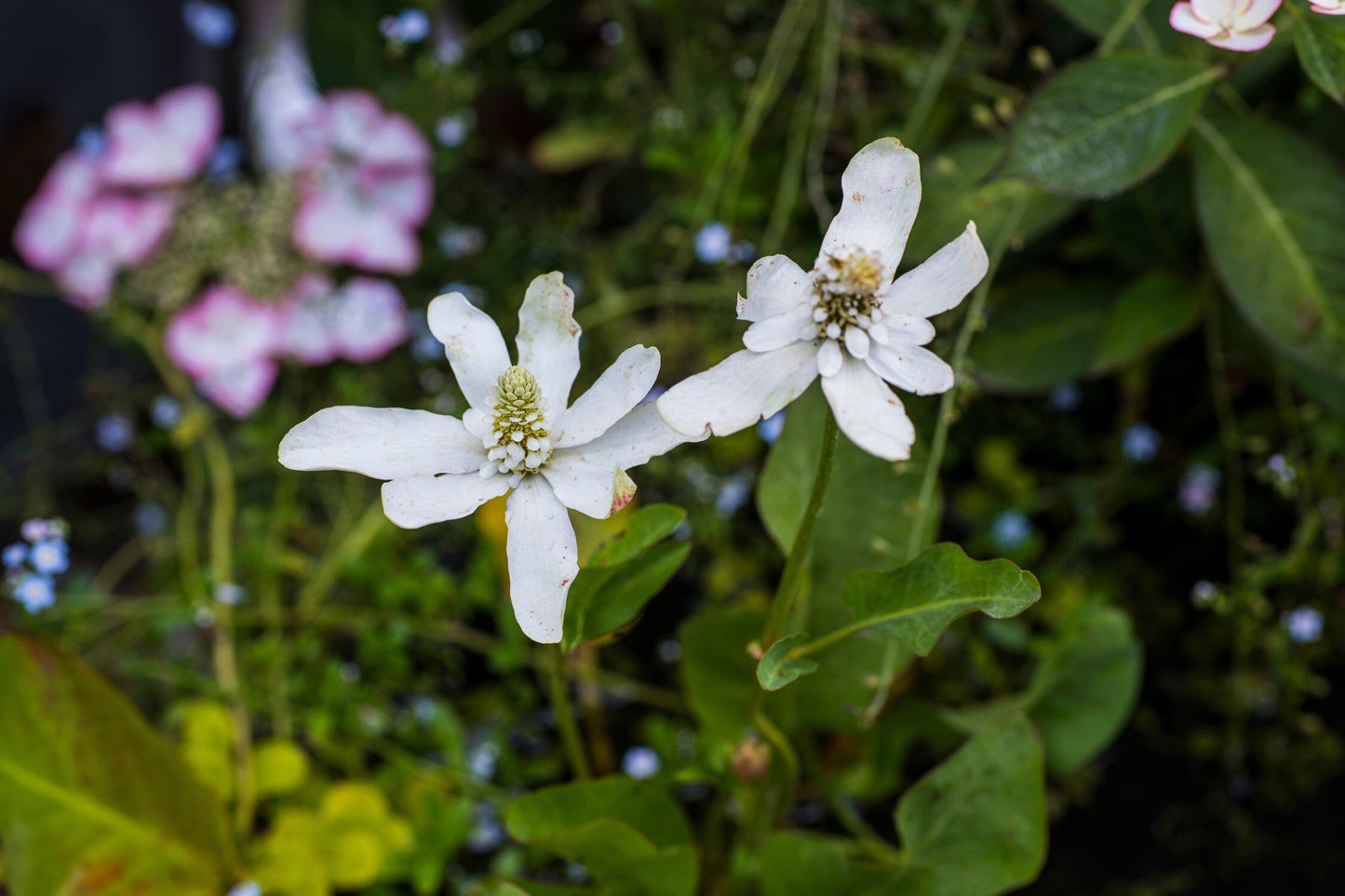 Anemopsis californica