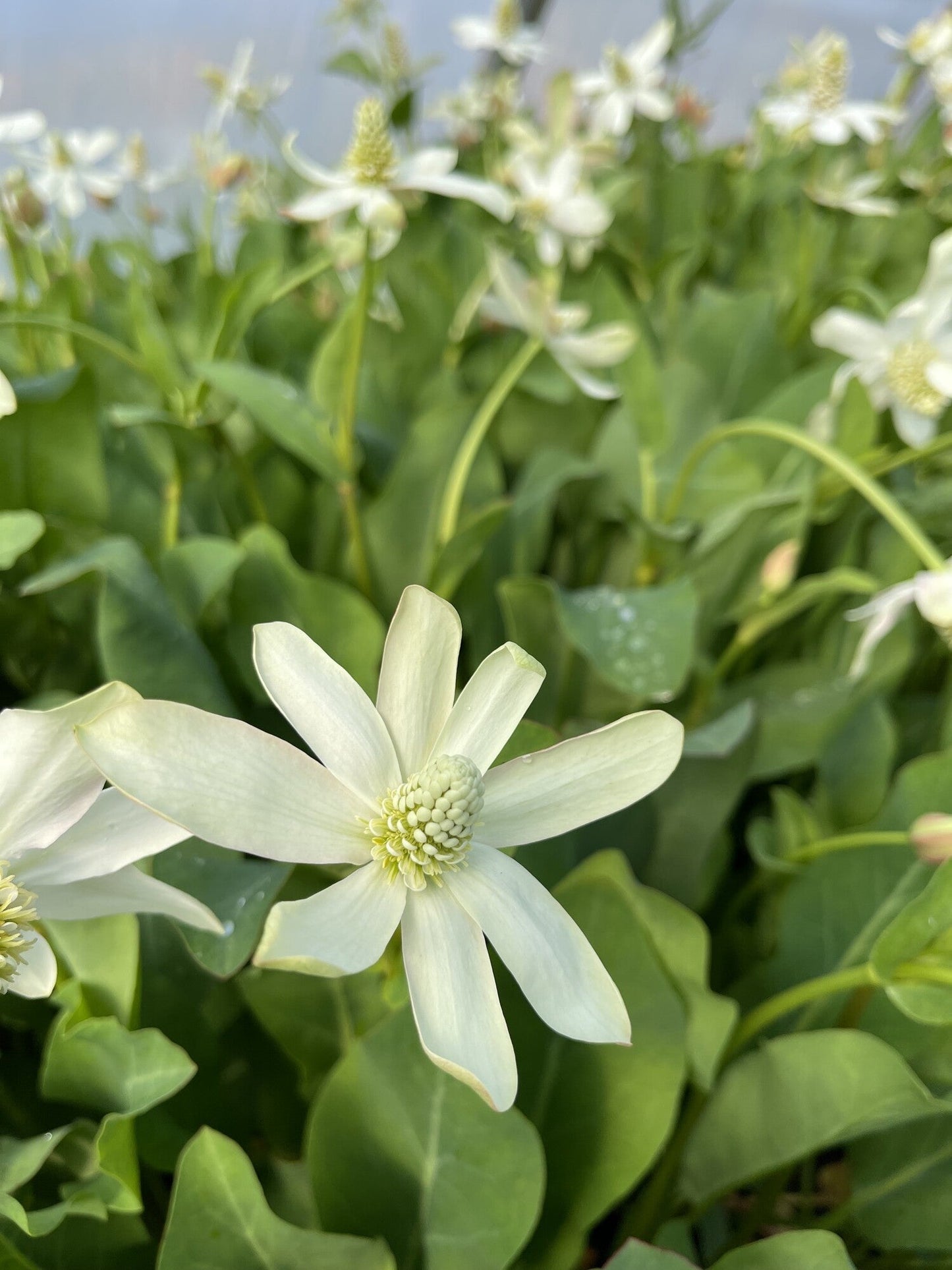Anemopsis californica