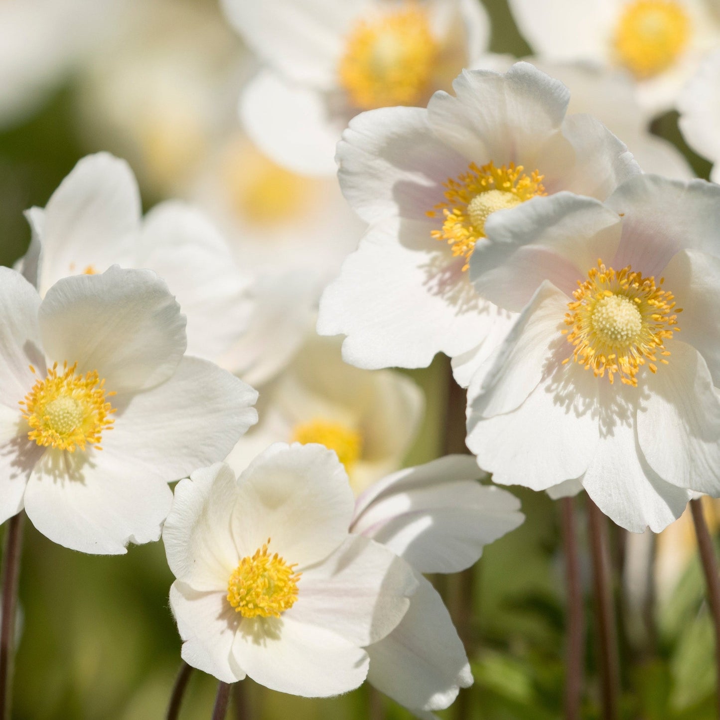4 x White Flowering Perennials 9cm Pots