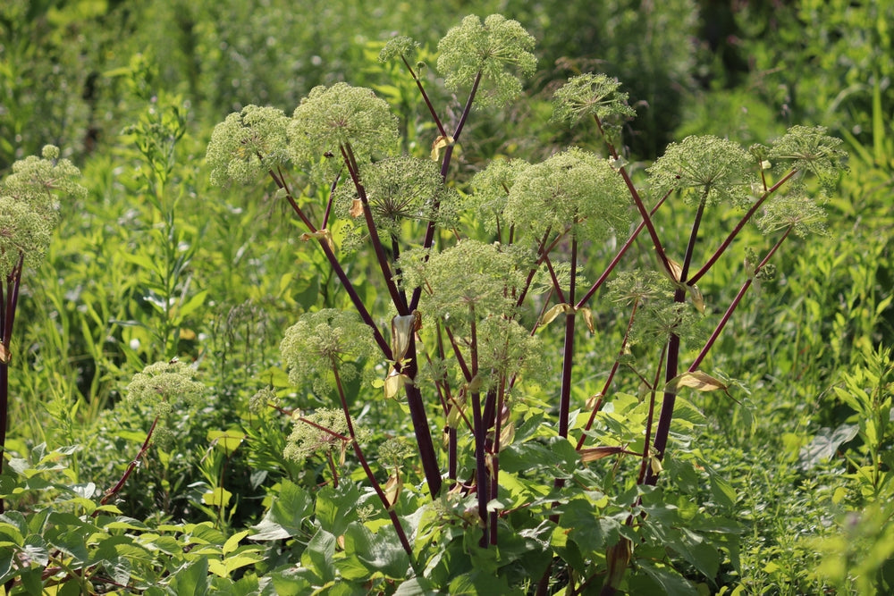Angelica archangelica - Marginal Pond Plants - BP007