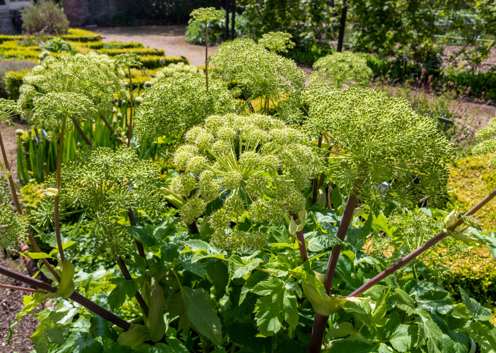 Angelica archangelica - Marginal Pond Plants - BP007