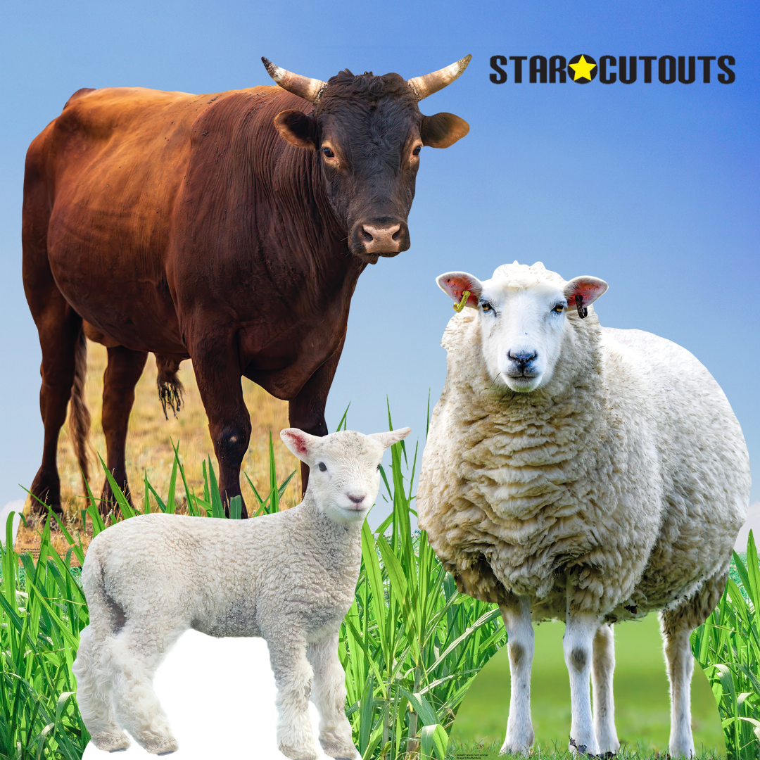 SC4436 Young Bull Farm Animal Cardboard Cut Out Height 100cm