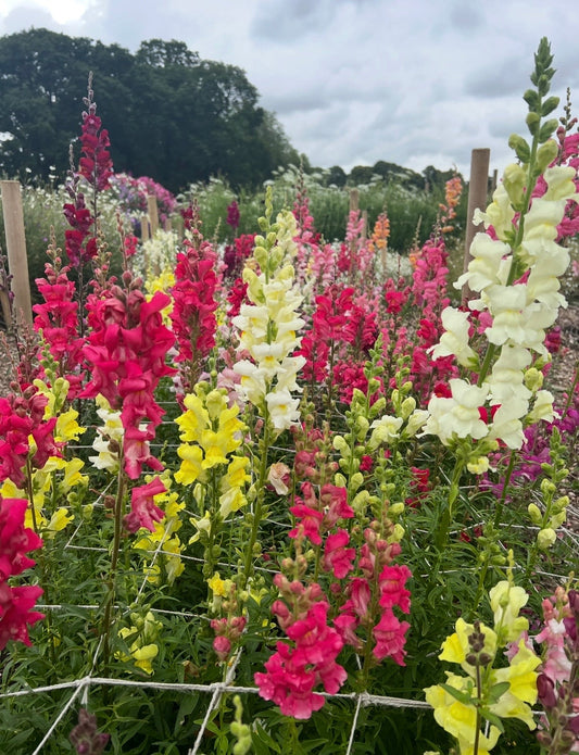 Antirrhinum Crown Mixed