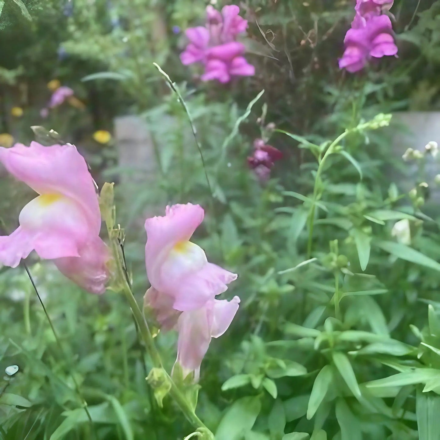 Antirrhinum Crown Mixed