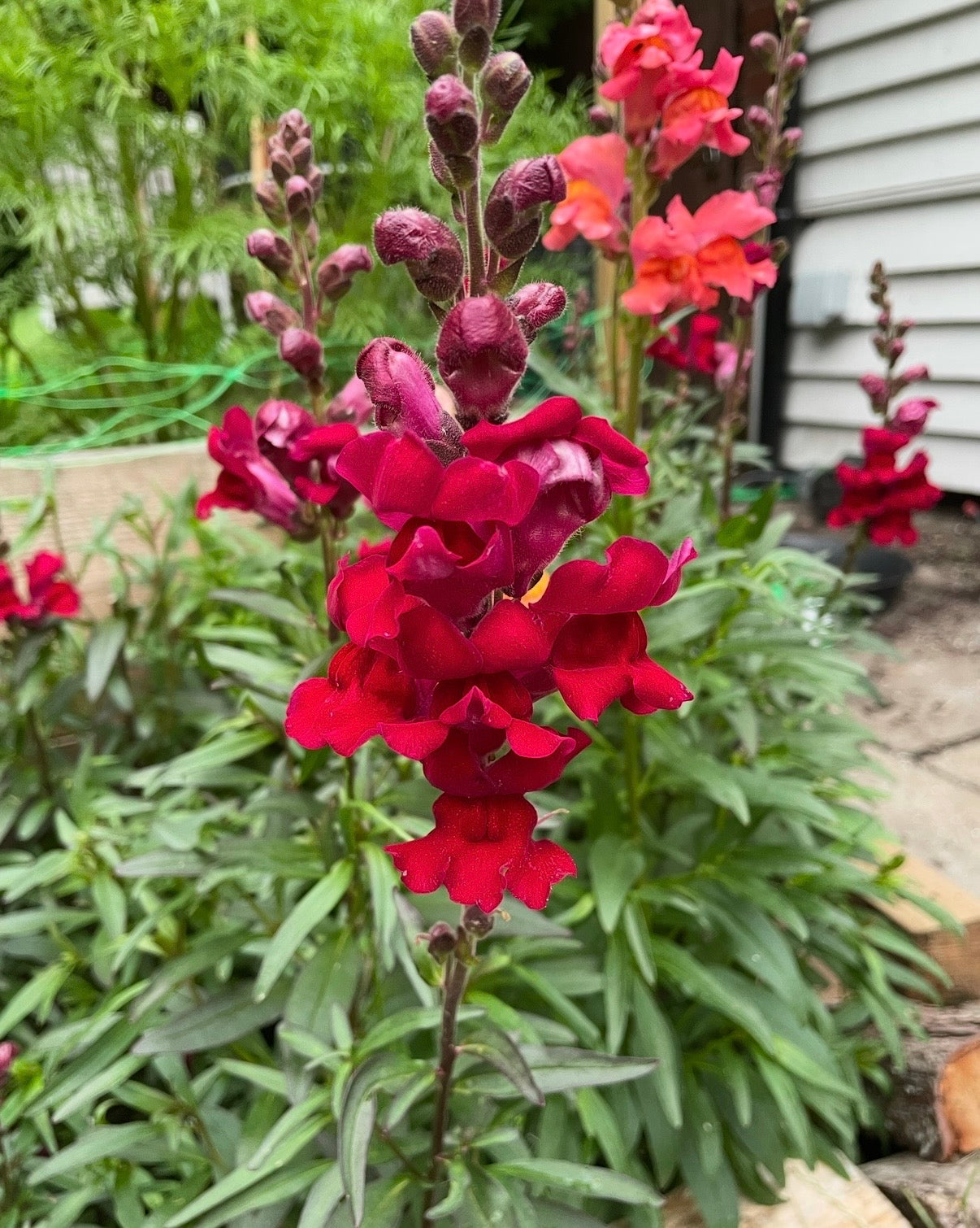 Antirrhinum Crown Mixed