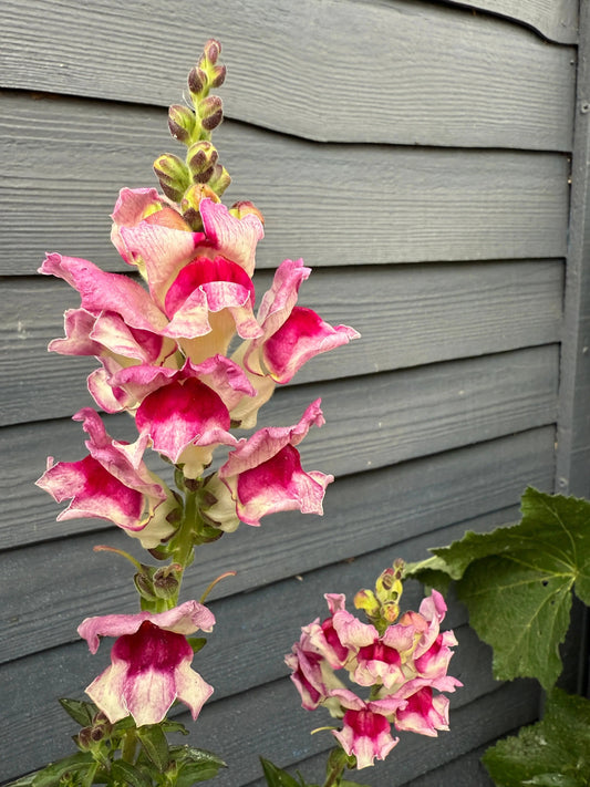 Antirrhinum Lucky Lips