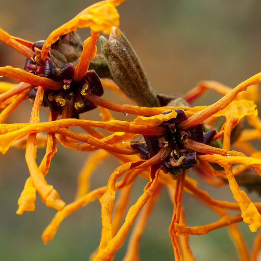 Hamamelis x intermedia 'Aphrodite' 2L (40-50cm)