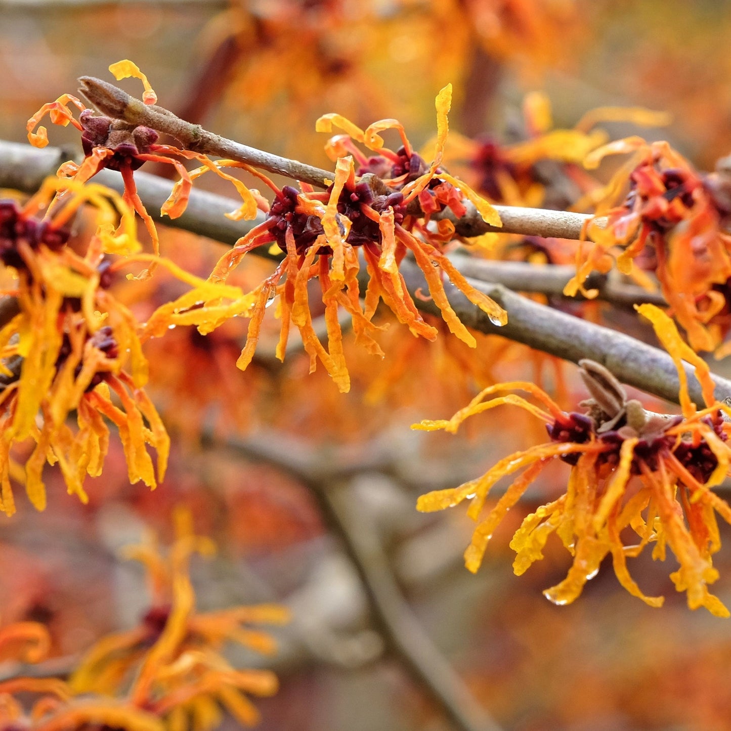 Hamamelis x intermedia 'Aphrodite' 2L (40-50cm)