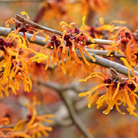 Hamamelis x intermedia 'Aphrodite' 2L (40-50cm)