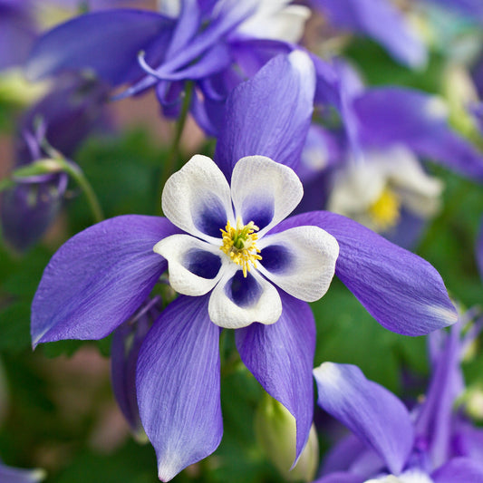 Aquilegia 'Spring Magic Blue' 9cm/1.5L