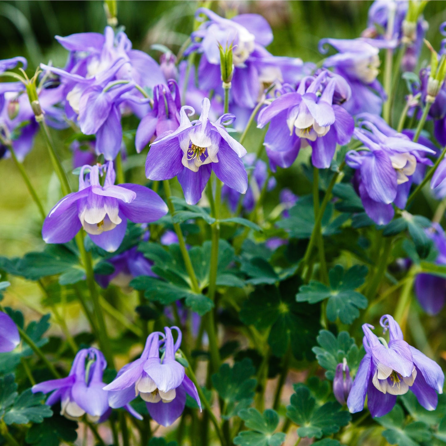 Aquilegia 'Spring Magic Blue' 9cm/1.5L
